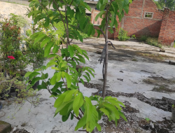 Buah Srikaya Merah Disenangi Para Raja