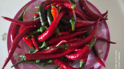 Wartawan Panen Cabai di Depan Rumah