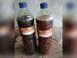 Cara Memproduksi Pupuk Cair Organik Untuk Pohon Belimbing