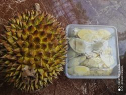 Empat Varietas Durian Lokal Unggulan