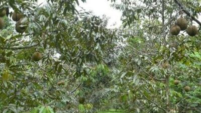 Delapan Kecamatan di Pasuruan Penghasil Buah Durian Kualitas Unggul
