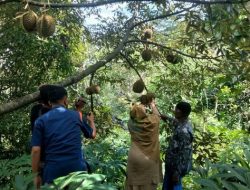 Manfaatkan Tanah Kas Desa untuk Tanam 200 Pohon Durian