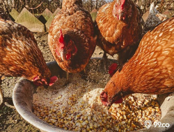 Pakan Ayam Alami Terbaik