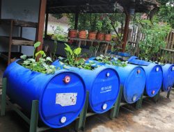 Budidaya Lele Dalam Tong dan Pot Plastik