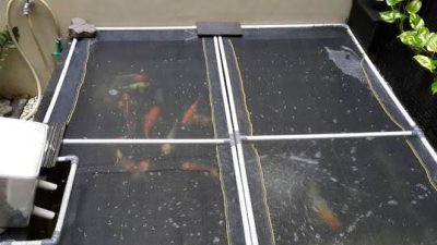 Tiga Musuh Pembudidaya Ikan di Kolam