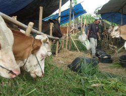 Tradisi Unik Ulang Tahun Sapi