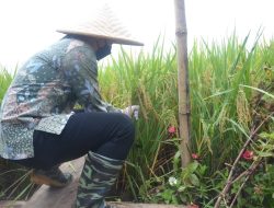 Tata Cara Bertani Organik Hasilnya Ciamik
