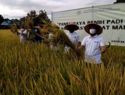 Panen Raya Benih Padi Inpari-24, Rektor UGM: Bantu Petani Bermutu Tinggi