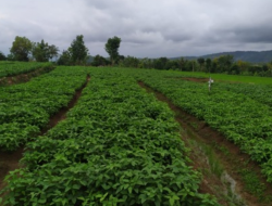 Program SAE Kedelai Hasilkan Panen 2,4 Ton Per Hektar