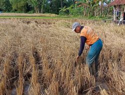 Tanaman Padi di Ponorogo Diserang Wereng