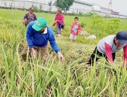 Hama Wereng dan Tikus Serang Tanaman Padi di Madiun