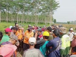 Petani Lereng Kelud Demo Bakar Lahan Perhutani