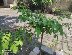 Menjaga Agar Tanaman Belimbing Tidak Stres. Bagaimana Caranya?