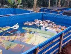 Ternak Belut Kolam Terpal