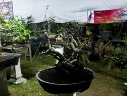 Desa Gari Gunungkidul Sentra Perajin Bonsai