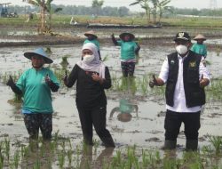 Ngawi Salah Satu Kabupaten Penghasil Padi Terbesar di Jatim