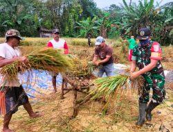 Panen Padi Bersama: Kemanunggalan TNI dengan Petani