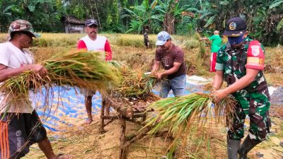 Panen Padi Bersama: Kemanunggalan TNI dengan Petani