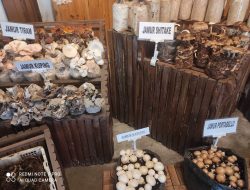 Berbagai Jenis Jamur dan Olahan Masakan Jamur Ala jeJamuran