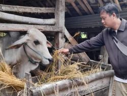 Wabah PMK, Hati-hati Pilih Hewan Kurban