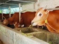 Cara Mengatasi Penyakit Mulut dan Kuku Sapi Ala Peternak Madura