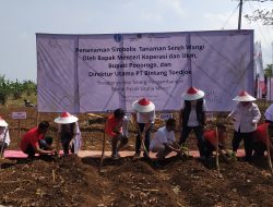 Bintang Tujuh Membutuhkan Jahe Merah dan Sere Wangi Petani
