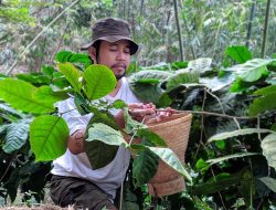 Kopi Japan (1): Secuil Rasa Muria