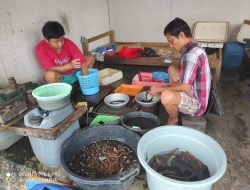 Raja Patin Berkembang karena Berbagi