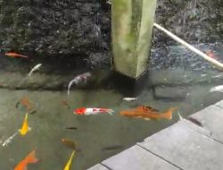 Mata Air Dulu untuk Irigasi Pertanian Sekarang Jadi Industri Pariwisata