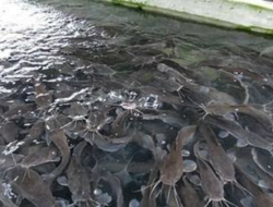 Lima Hal yang Perlu Diperhatikan bagi Peternak Lele