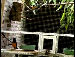 Cara Mengawinkan Burung Murai Penghasil Anakan Calon Juara