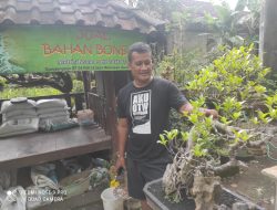 Cara Membuat Bonsai Berharga Mahal