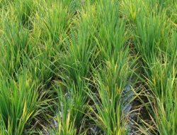 Tanaman Padi di Madiun Terserang Virus Kerdil Rumput