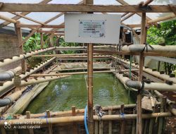 Budidaya Lele dengan Sistem Aquaponik