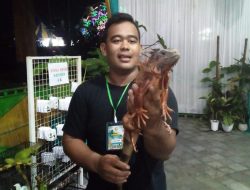 Mengajak Anak Kenal Satwa di Stan Reptil Kulonprogo Expo