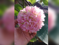 Budidaya Lebah Klanceng: Hasil Madu Tergantung Vegetasi Lingkungan