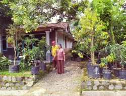 Alpukat Kendil Rasa Enak Harga Mahal