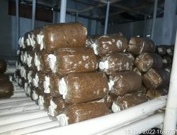 MWC NU Karangnongko Membudidayakan Jamur Tiram untuk Kemandirian Ekonomi