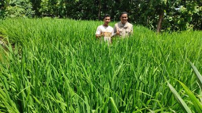 Pemuda Mentawai Belajar Pertanian Terpadu di Studio Tani Kalisuci Gunungkidul