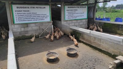 Empat Syarat Budidaya Itik Petelur