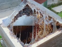 Teknik Beternak Lanceng Ala Kelompok Ternak Kebonrejo Gubug Lanceng