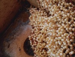 Jenis Lebah Lanceng dan Cita Rasa Madunya