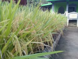 Petani Cerdas Air: Irit Air Tapi Panen Berlimpah