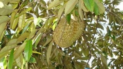Hubungan Daun dengan Buah Durian