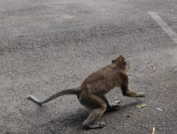 Kera Kaliurang Turun Gunung