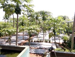 Gestianus Sino: Olah Tanah Gersang Berbatu Karang Jadi Kebun Organik Pertanian Terpadu