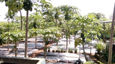 Kebun GS Organik Terpadu karya Gestianus Sino di Penfui Timur, Kupang Tengah, NTT.