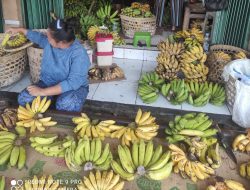 Jenis Pisang dan Harganya