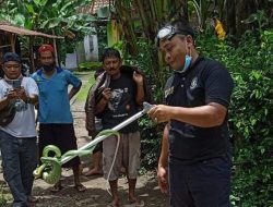 Ular tak Mengenal Majikan