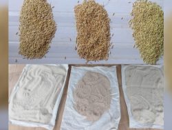 Keunggulan Beras Hasil Cetak Sawah Cerdas Air Dibandingkan dari Hasil Sawah Biasa: Rasanya Lebih Enak